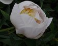 vignette Paeonia lactiflora - Pivoine herbacée blanche