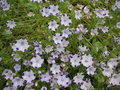 vignette Nemophila maculata - Nemophile macul