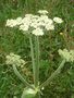 vignette Heracleum sphondylium -  Berce ou Branc-ursine