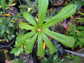 vignette Schefflera sp (yunnan07)