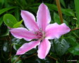 vignette Clematis 