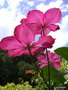 vignette Clematis 