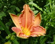 vignette Hemerocallis 