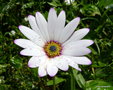 vignette Osteospermum