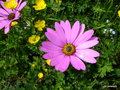 vignette Osteospermum jucudum