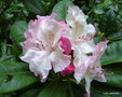 vignette Rhododendron