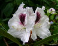 vignette Rhododendron X 