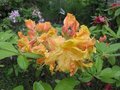 vignette Rhododendron Canby trs parfum au 19 05 09