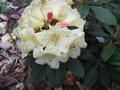 vignette Rhododendron Mindy's love et ses grandes fleurs au 19 05 09