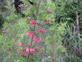 vignette Grevillea rosmarinifolia toujours la au 19 05 09