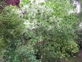 vignette Chionanthus virginicus arbre  neige au parfum divin au 19 05 09