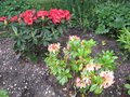 vignette Rhododendron Amber Touch et Melville rouge au 19 05 09