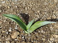 vignette Agave weberii