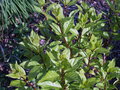 vignette cephalanthus occidentalis