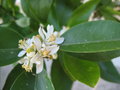 vignette fleurs de mandarinier