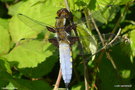 vignette Libellule dprime ( Libellula depressa) ♀ mature ou ♂