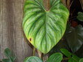 vignette Philodendron plowmanii