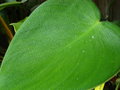 vignette Philodendron rugosum