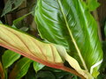 vignette Philodendron rubrozilyum