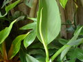 vignette Philodendron caerurescens