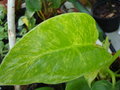 vignette Philodendron giganteum 'variegata'