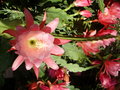 vignette piphyllum rose pracox