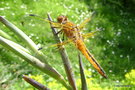 vignette Libellula fulva (Libellule fauve) ♂ immature