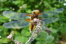 vignette Libellula depressa, Libellule dprime