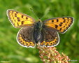 vignette Cuivr fuligineux , Heodes tityrus , femelle , papillon