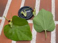 vignette fleurs et feuilles aristolochia tomentosa