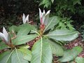 vignette Rhododendron Macabeanum et ses nouvelles  pousses argentes au 2105 0905 09