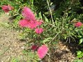 vignette Callistemon acuminatus en fleur au 21 05 09