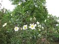 vignette Carpenteria californica et ses grandes fleurs au 21 05 09