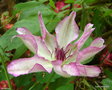 vignette Clematis 