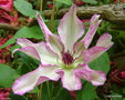 vignette Clematis 