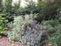 vignette Cheiranthus bowles purple et phlomis fruticosa au 21 05 09