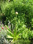 vignette Allium 'Ambassador' - Ail d'ornement