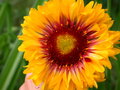 vignette gaillarda aristata