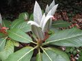 vignette Rhododendron Macabeanum jeunes pousses au 21 05 09