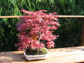 vignette acer palmatum deshojo bonsai avril 2007