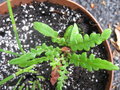 vignette Blechnum cycadifolium +