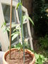 vignette passiflora antioquiensis
