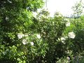 vignette Cistus Aguilari maculata et sa trs belle floraison au 22 05 09