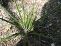 vignette Fascicularia bicolor au 22 05 09