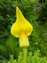 vignette ARISAEMA flavum subsp. tibeticum J.Murata  rares plants 100% jaune