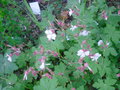 vignette geranium blanc