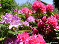 vignette Rhododendrons