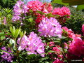 vignette Rhododendrons