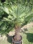 vignette trachycarpus wagnerianus mai 2009