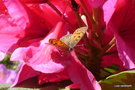 vignette Le Cuivr fuligineux , Heodes tityrus Poda , papillon